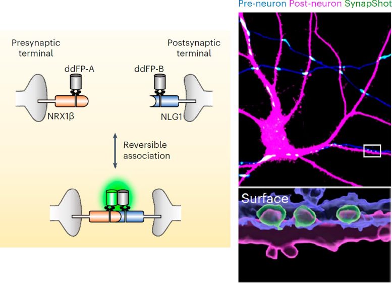 Observing Dynamically Changing Synapses - SynapShot Unveiled: Observing The Processes Of Memory And Cognition In Real Time