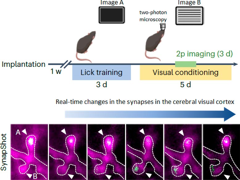Real-Time Changing Synapses in the Visual Cortex - SynapShot Unveiled: Observing The Processes Of Memory And Cognition In Real Time