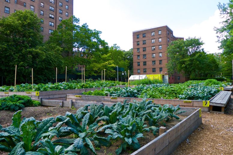 Urban Collective Garden at a New York City Housing Authority Site - Green Menace? Study Finds Food From Urban Agriculture Has 6x Larger Carbon Footprint