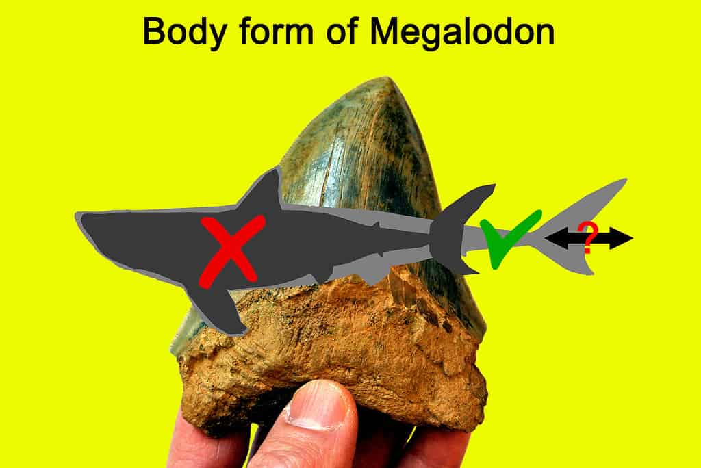 Megalodon tooth - Megalo-wrong? Megalodon Looked Vastly Different Than We Imagined