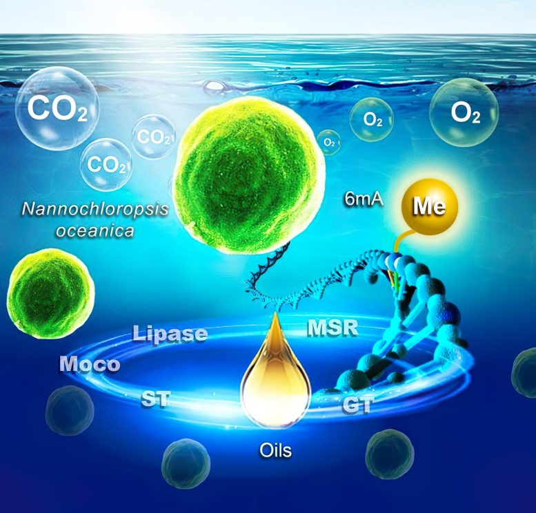 N6 Methyladenosine 6mA Methylation - Green Revolution: How Microalgae Could Fuel The Future