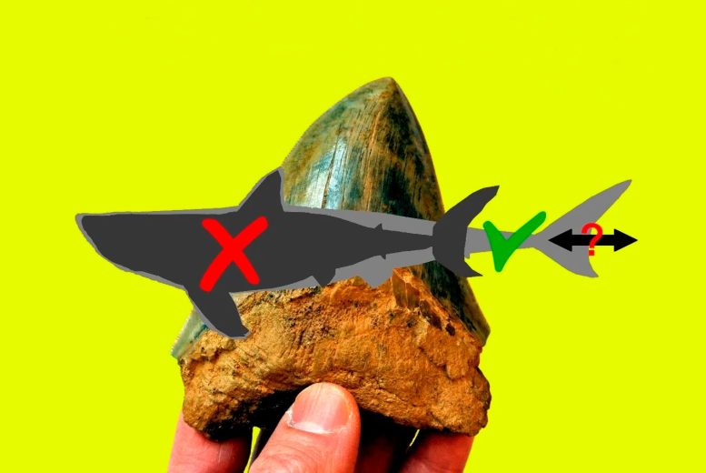 Megalodon Body Form - The Megalodon Makeover: How Science Just Flipped The Script On The Ancient Shark