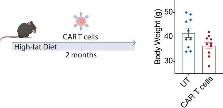 Chart Showing Affect of CAR T Cells and Diet on Body Weight of Mouse - Unlocking Immortality: T Cells As The New Fountain Of Youth