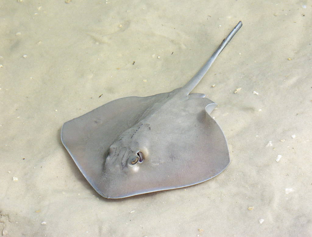 The Unique Skeleton Of Stingrays: A Striking X-ray Perspective