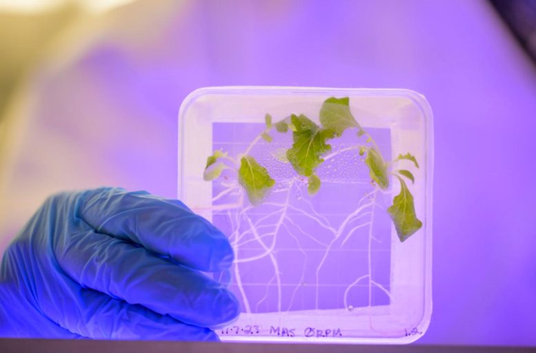 Space Plant - Space Salad Dilemma: Study Raises Health Concerns For Astronauts