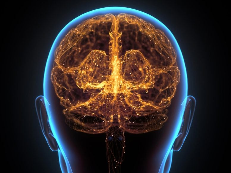 Human Brain Neural Network Cerebral Cortex - When Do Brains Grow Up? New Findings Shock Neuroscientists