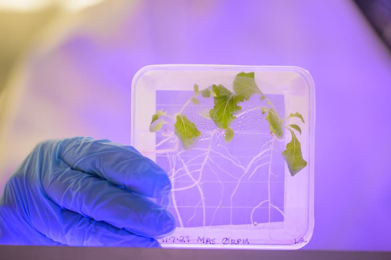 Growing Danger In Space? ISS Lettuce Found Susceptible To Bacterial Infection