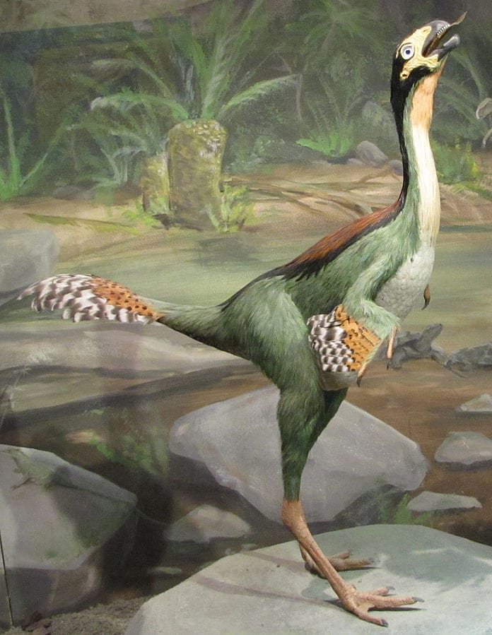 Reconstruction of the oviraptorid Caudipteryx at the Sauriermuseum of Aathal (Switzerland). - Weird-looking Robot Dinosaur May Explain The Origin Of Dinosaur Feathers