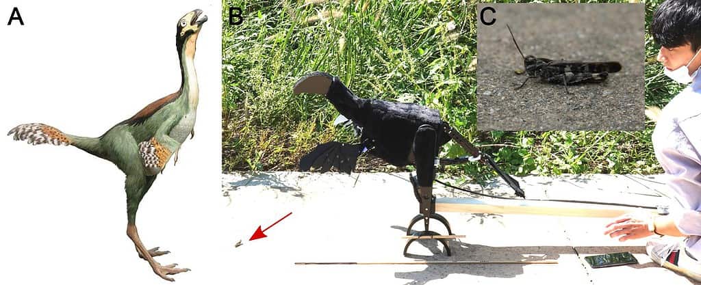 Weird-looking Robot Dinosaur May Explain The Origin Of Dinosaur Feathers