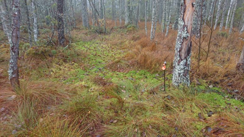 Lateral Expansion of Sphagnum Mosses Over Mineral Soil Forest - Challenging Assumptions: Scientists Discover That The Northern Peatlands Are Still Expanding