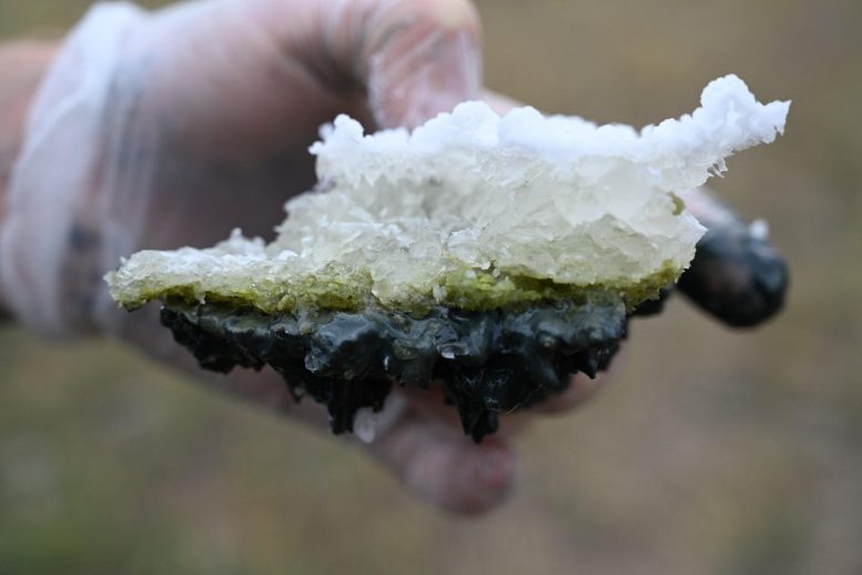 Salt Crust Sample - Soda Lakes: The Missing Link In The Origin Of Life?