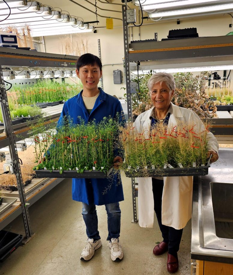 Heeseung Choi and Katie Dehesh - New Discovery Brings Nearly Dead Plants Back To Life