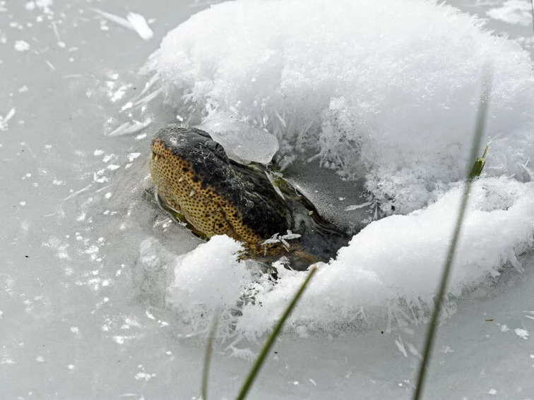 Texas Alligators Are Freezing — But They Survive Thanks To An Ace Up Their Sleeve