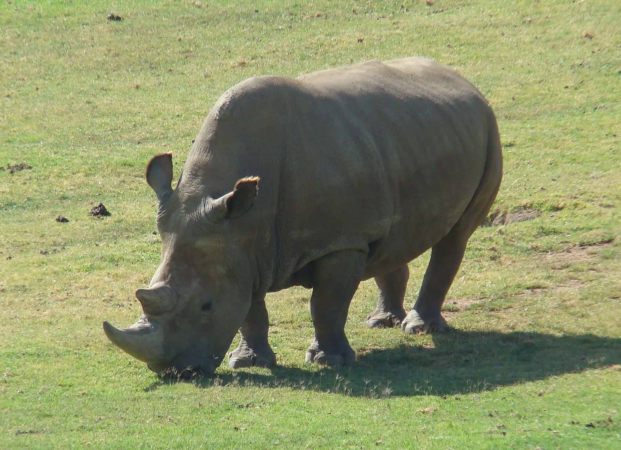 northern white rhinos - There Are Only Two Northern White Rhinos Left. Pioneering IVF Pregnancy Could Now Save The Species