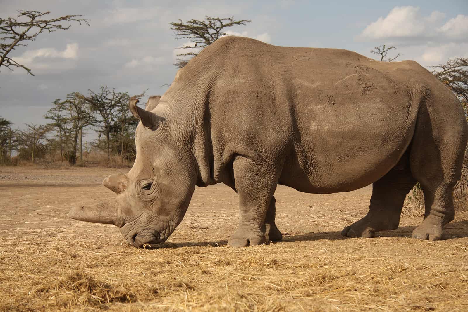 There Are Only Two Northern White Rhinos Left. Pioneering IVF Pregnancy Could Now Save The Species