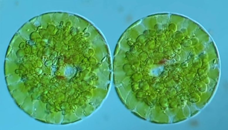 Video Stills From Encysting Euglena - Unlocking Prehistoric Secrets: Microfossils Shed New Light On Euglenoids’ Mysterious Past