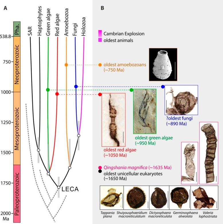 Simplified Eukaryotic Tree and Representative Early Eukaryotic Fossils - Early Complex Life Forms Revealed: 1.63-billion-year-old Multicellular Fossils Unearthed In China