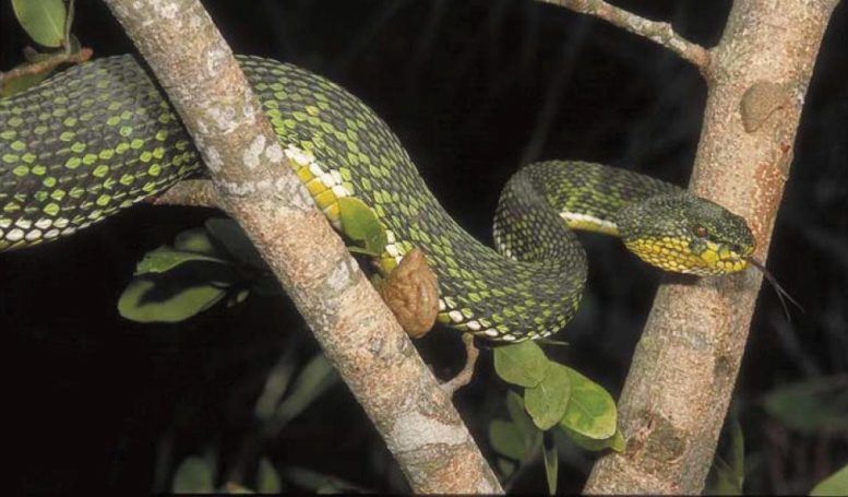 Trimeresurus ayeyarwadyensis - “Baffling” New Species Of Snake Discovered In Myanmar