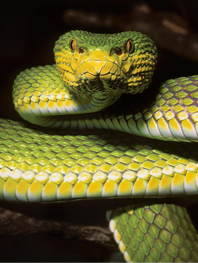Trimeresurus ayeyarwadyensis Specimen - “Baffling” New Species Of Snake Discovered In Myanmar