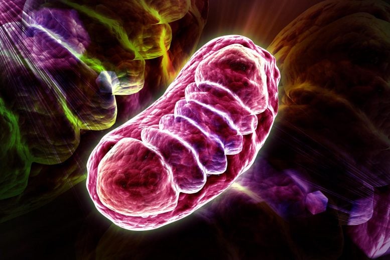 Cell Mitochondria Illustration - Deleting A Key Gene Shields Against Excess Weight Gain
