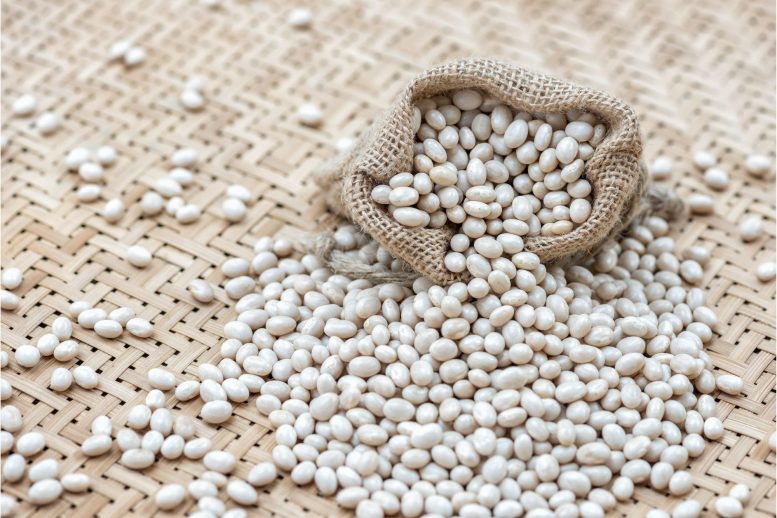Navy Beans - Eating Beans Could Aid In Cancer Prevention And Treatment
