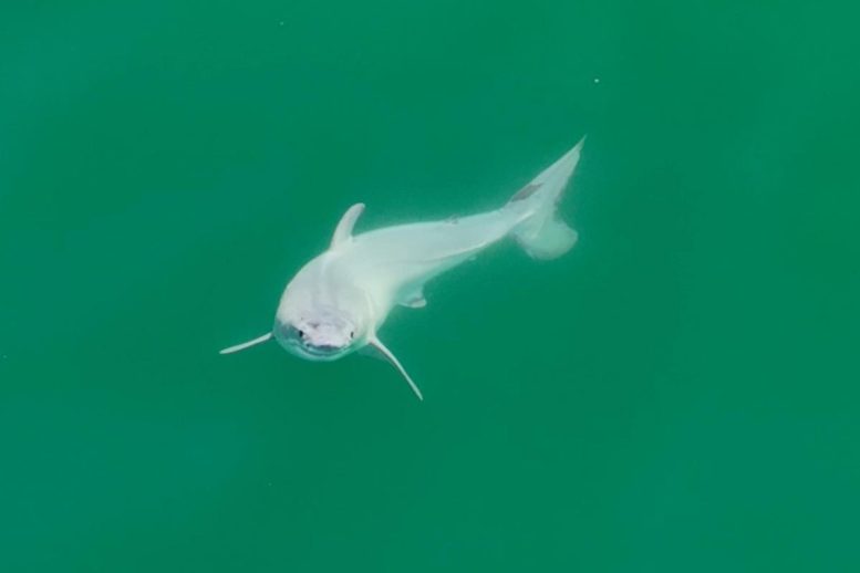 Newborn Great White Shark - Unprecedented Footage – First-Ever Live Newborn Great White Shark Sighted
