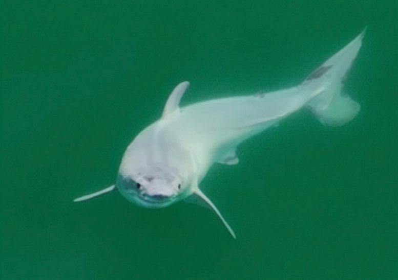 Newborn Great White Shark Close - Unprecedented Footage – First-Ever Live Newborn Great White Shark Sighted