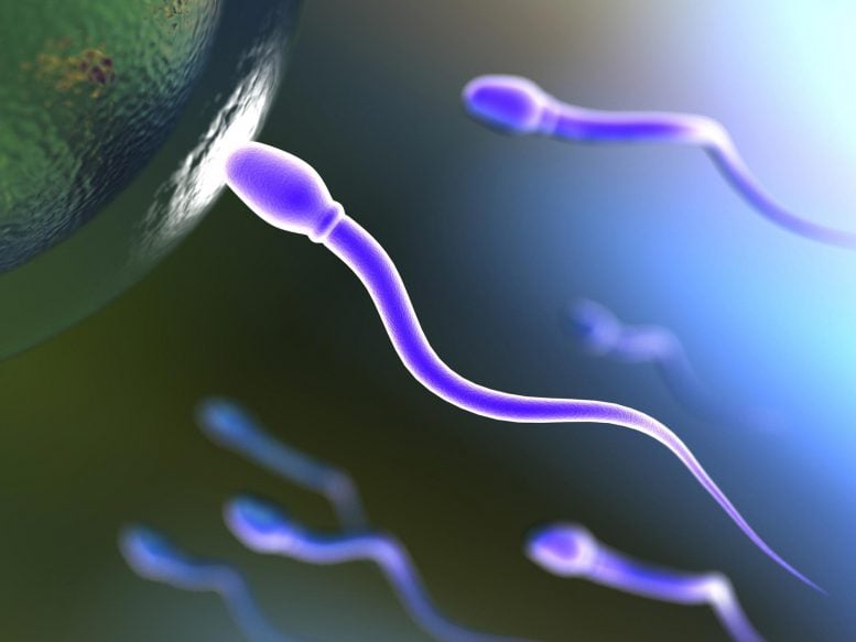 Sperm Illustration - New Insights Into Infertility – Scientists Solve Century-Old Sperm Mystery