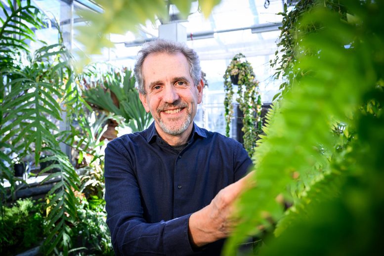 James Dalling - “Zombie Leaves” – Scientists Discover That A Unique Species Of Tree Fern Defies Death