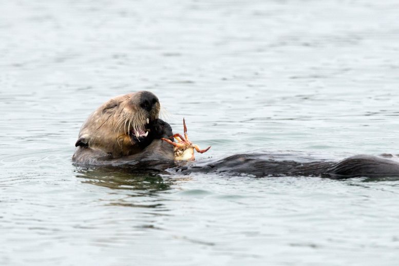 Sea Otters Eat Crabs - Against All Odds, Sea Otters Lead The Charge In Estuary Restoration