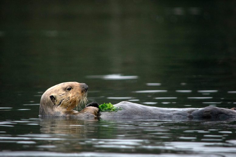 Sea Otter Eats Crab - Against All Odds, Sea Otters Lead The Charge In Estuary Restoration