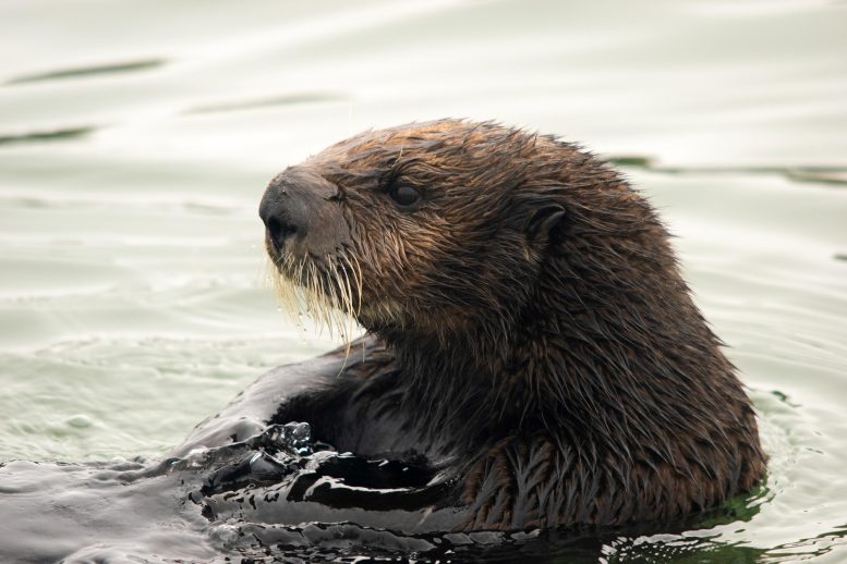 Sea Otter Close - Against All Odds, Sea Otters Lead The Charge In Estuary Restoration