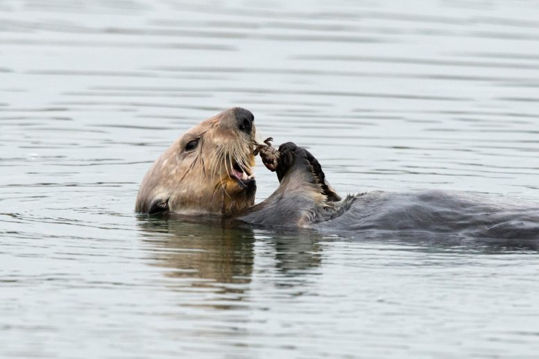 Sea Otter Eating Crab - Against All Odds, Sea Otters Lead The Charge In Estuary Restoration