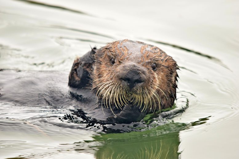 Sea Otter Eats Crab Close - Against All Odds, Sea Otters Lead The Charge In Estuary Restoration