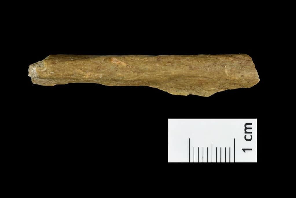 Human bone fragment from the new excavations at Ranis. - How A German Cave Is Rewriting The Story Of How Early Humans And Neanderthals First Clashed