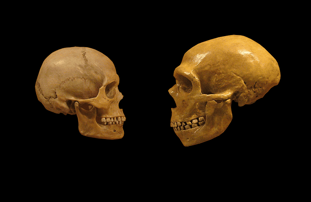 How A German Cave Is Rewriting The Story Of How Early Humans And Neanderthals First Clashed
