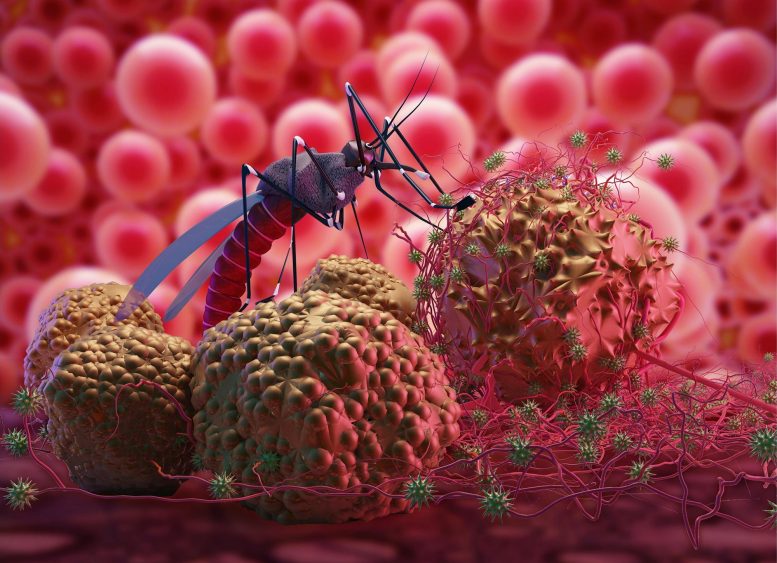 Zika Malaria Mosquito Virus Concept - Bad News: A Cure For Malaria Is Likely Farther Away Than Scientists Thought