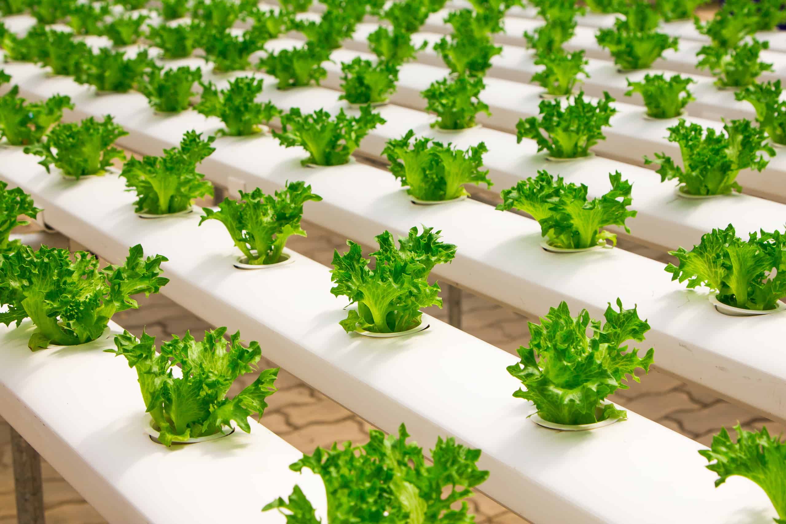soilless farm plants - Your Next Salad Could Be Grown Just For You: Custom-grown, Soilless Greens Are Coming