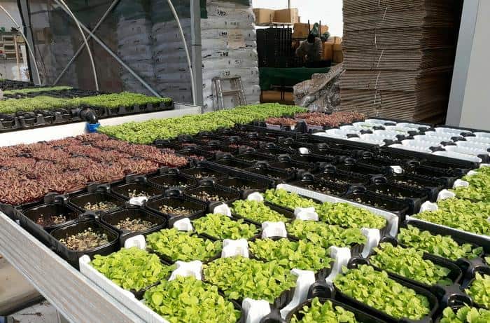 Your Next Salad Could Be Grown Just For You: Custom-grown, Soilless Greens Are Coming