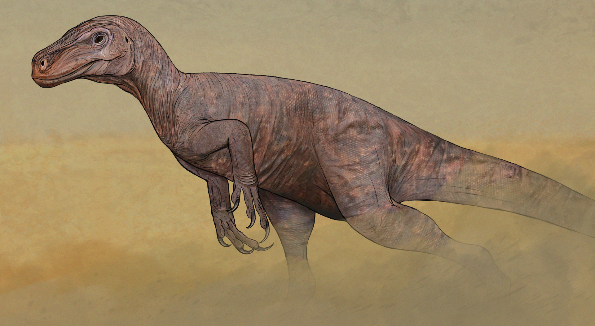Artist - 10 Triassic Dinosaurs You Should Know's reconstruction of Staurikosaurus