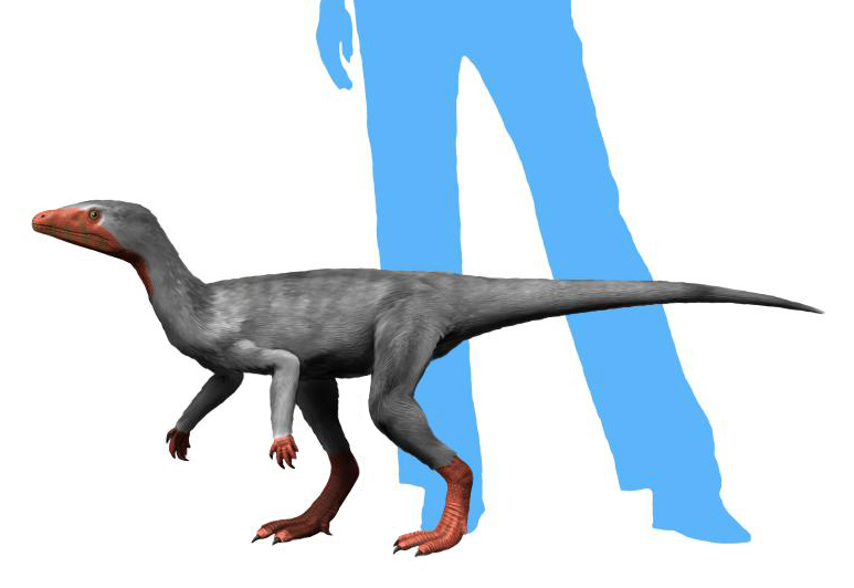 Eoraptor - human size comparison - 10 Triassic Dinosaurs You Should Know