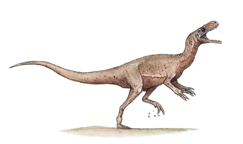 Artist - 10 Triassic Dinosaurs You Should Know's reconstruction of Eodromaeus
