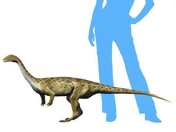 Saturnalia- human size comparison - 10 Triassic Dinosaurs You Should Know