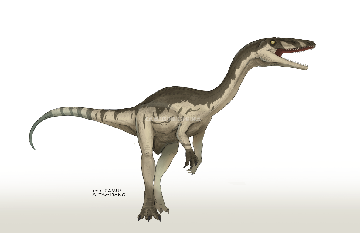 10 Triassic Dinosaurs You Should Know's reconstruction of Coelophysis