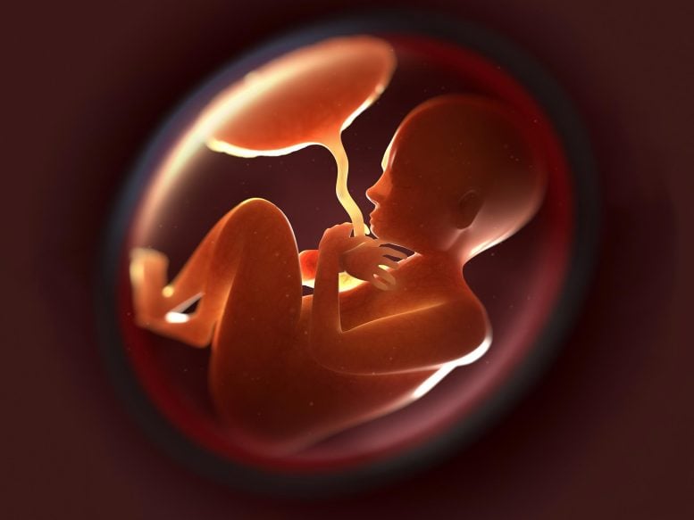 Fetus in Womb - Guardians Of The Womb: The Trophoblast Organoids Reinventing Fetal Safety