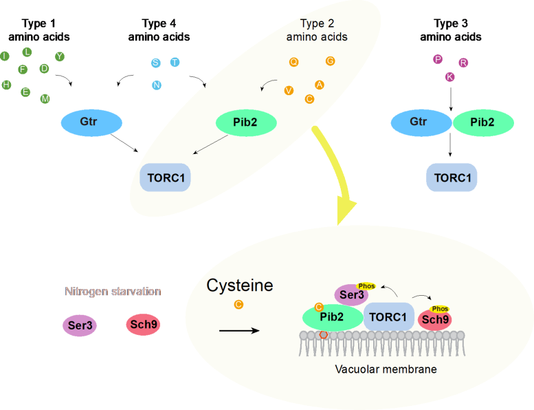 Pib2 Senses Cysteine To Activate TORC1 - Scientists Elucidate Key Mechanism To Cell Growth
