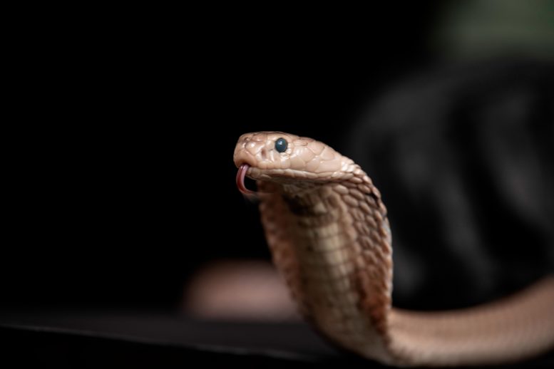 Simon Townsley Snake Slithering - Scientists Have Discovered A Potential Universal Antivenom