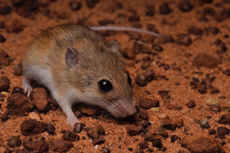 Pseudomys pilbarensis - Triple Surprise: Researchers Discover New Native Species Of Mouse In Australia