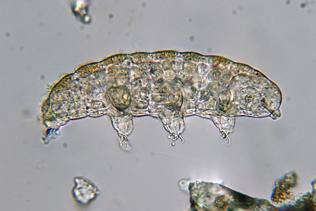 Did We Already Colonize The Moon — With Tardigrades?