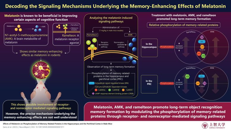 Boosting Memory Through Melatonin - Research Reveals How Melatonin Boosts Long-Term Memory
